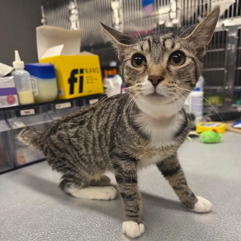 A young medium-sized male Brown / Chocolate Domestic Short Hair cat named Agaric for adoption in Spokane, WA