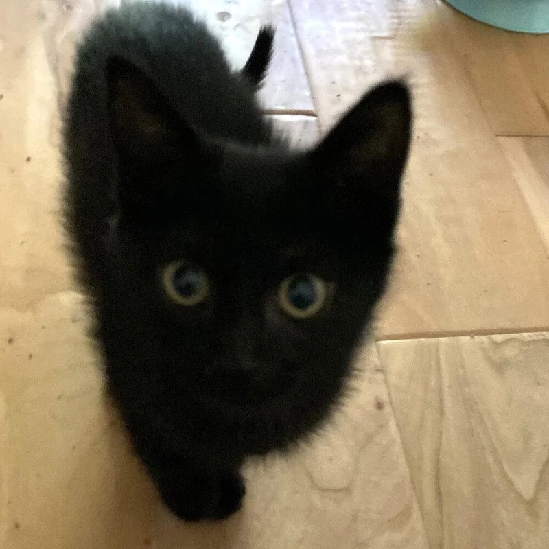 A baby medium-sized female Black Domestic Short Hair cat named Monsoon for adoption in Candler, NC