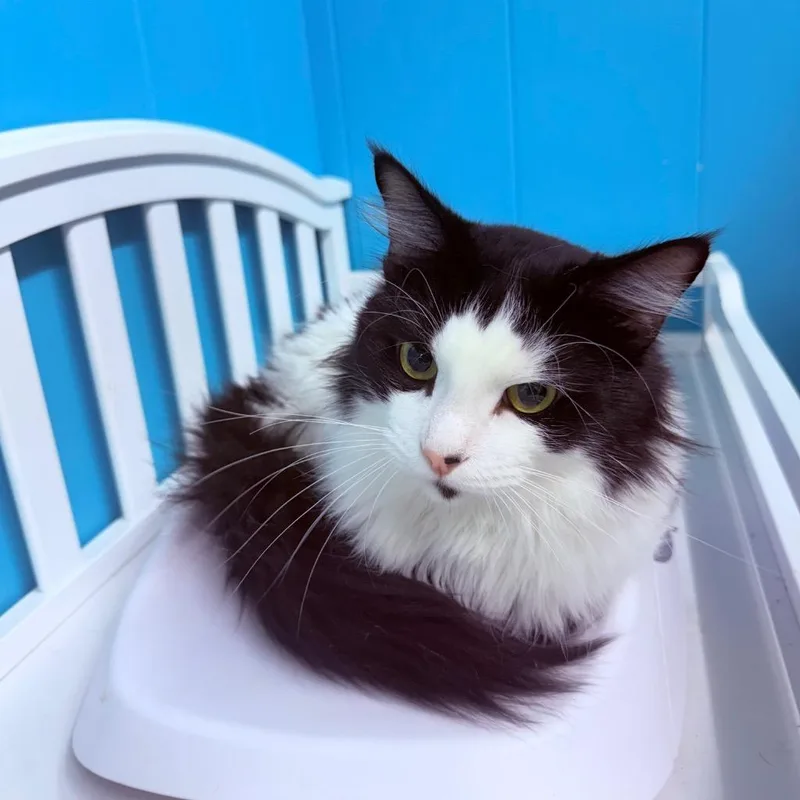 A young medium-sized male Domestic Medium Hair cat named Zeus for adoption in Utica, MI