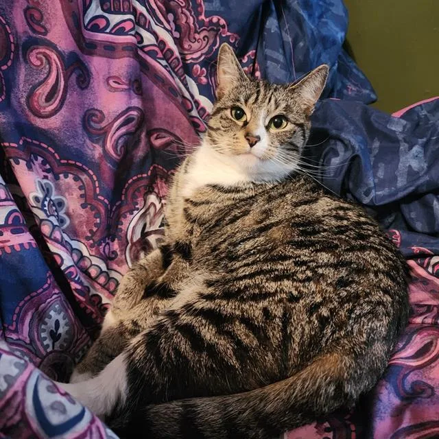 A young small-sized female Domestic Short Hair cat named Ella for adoption in Centerville, MA