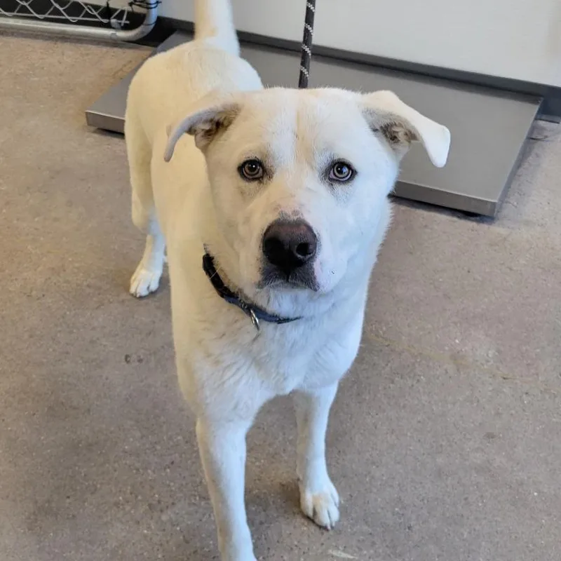 An adult large-sized male White / Cream Mixed Breed dog named Alastair for adoption in Las Cruces, NM