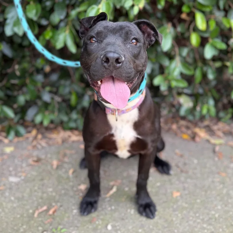 A young medium-sized female Black Pit Bull Terrier dog named Wiggles for adoption in Santa Barbara, CA