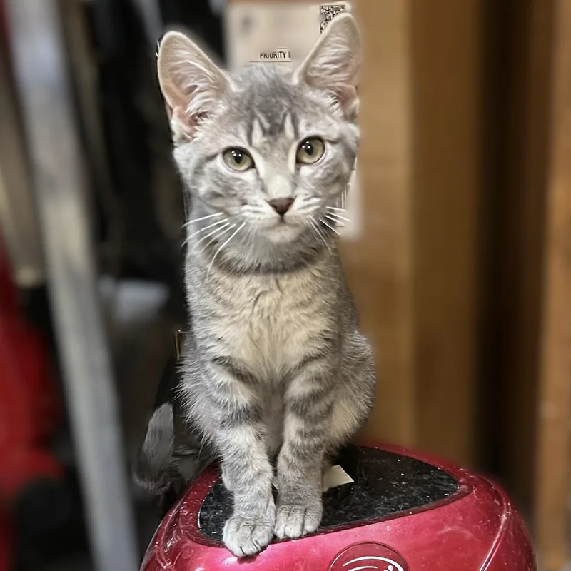 A baby medium-sized female Gray / Blue / Silver Domestic Short Hair cat named Scamp for adoption in Shingletown, CA