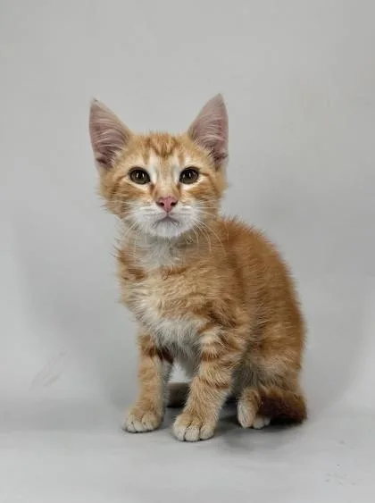 A baby small-sized male Domestic Short Hair cat named Nacho for adoption in Morton Grove, IL