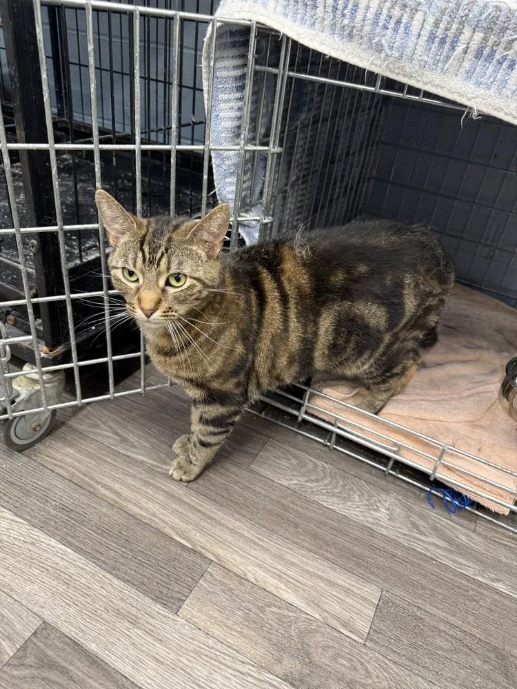 An adult medium-sized female Brown / Chocolate Domestic Short Hair cat named Tandoori for adoption in West Mifflin, PA