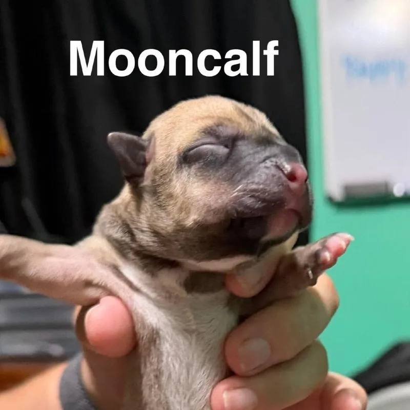 A baby small-sized female Mixed Breed dog named Mooncalf for adoption in Spring Hill, KS