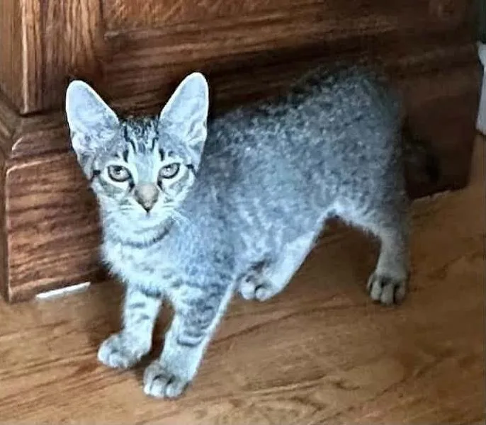A baby medium-sized female Tabby (Gray / Blue / Silver) Domestic Short Hair cat named Sterling for adoption in Breinigsville, PA