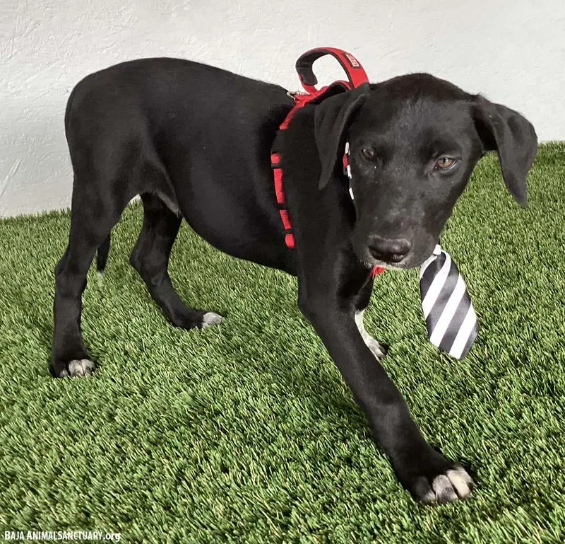 A baby medium-sized male Black Labrador Retriever dog named Allen for adoption in San Diego, CA