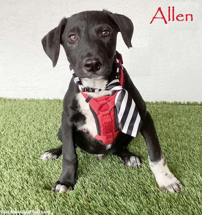 Allen thumbnail 3