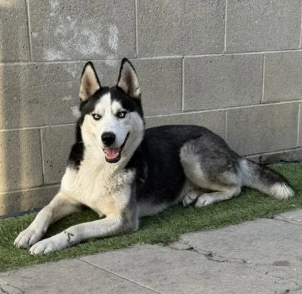 Milo