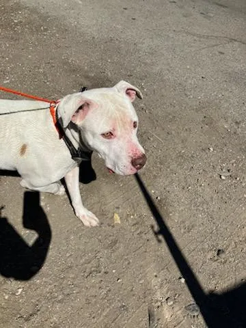An adult large-sized male Pit Bull Terrier dog named Tank for adoption in Stockton, CA