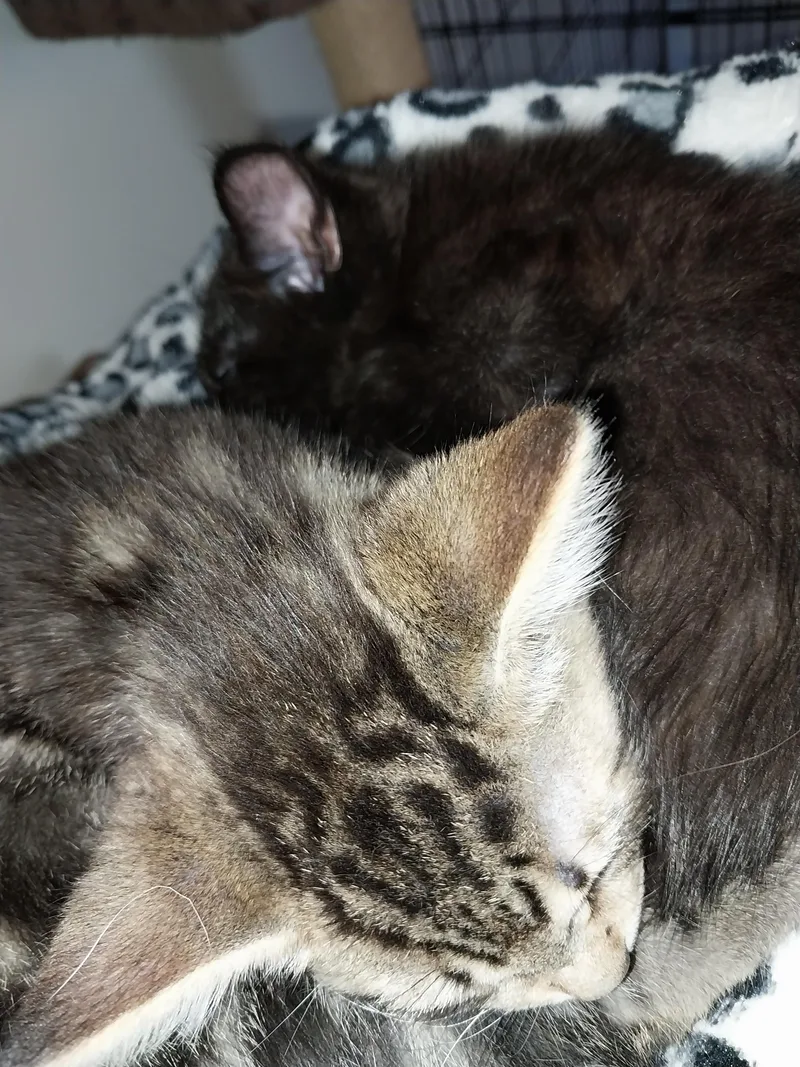 A baby small-sized male Tabby (Brown / Chocolate) Domestic Short Hair cat named Mika for adoption in Aylett, VA