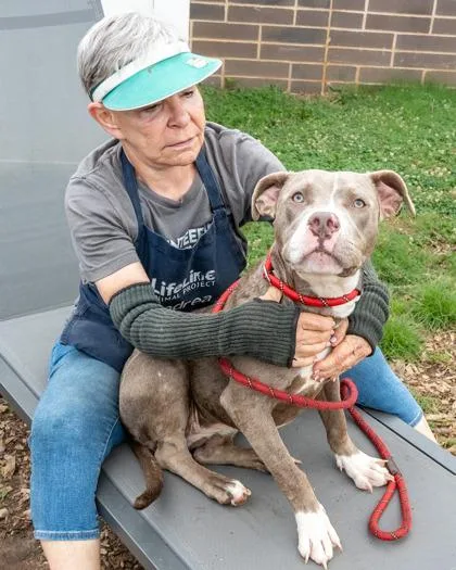 A young large-sized female Mixed Breed dog named Marsupial for adoption in Chamblee, GA