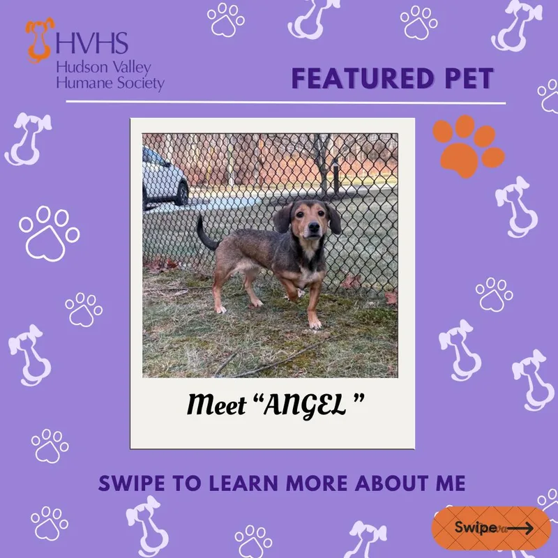 A young small-sized female Brown / Chocolate Dachshund dog named Angel for adoption in Pomona, NY
