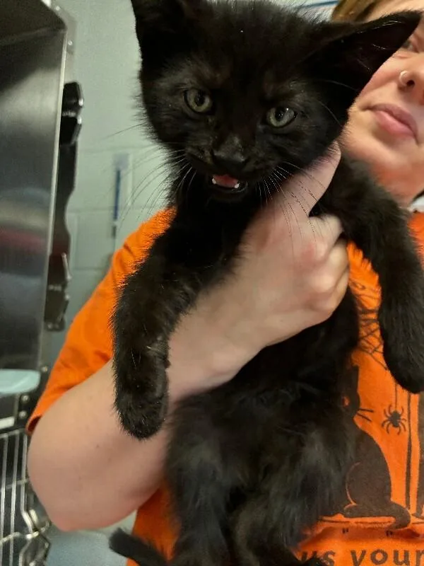 A young medium-sized male Black Domestic Short Hair cat named Sprite for adoption in Cincinnati, OH