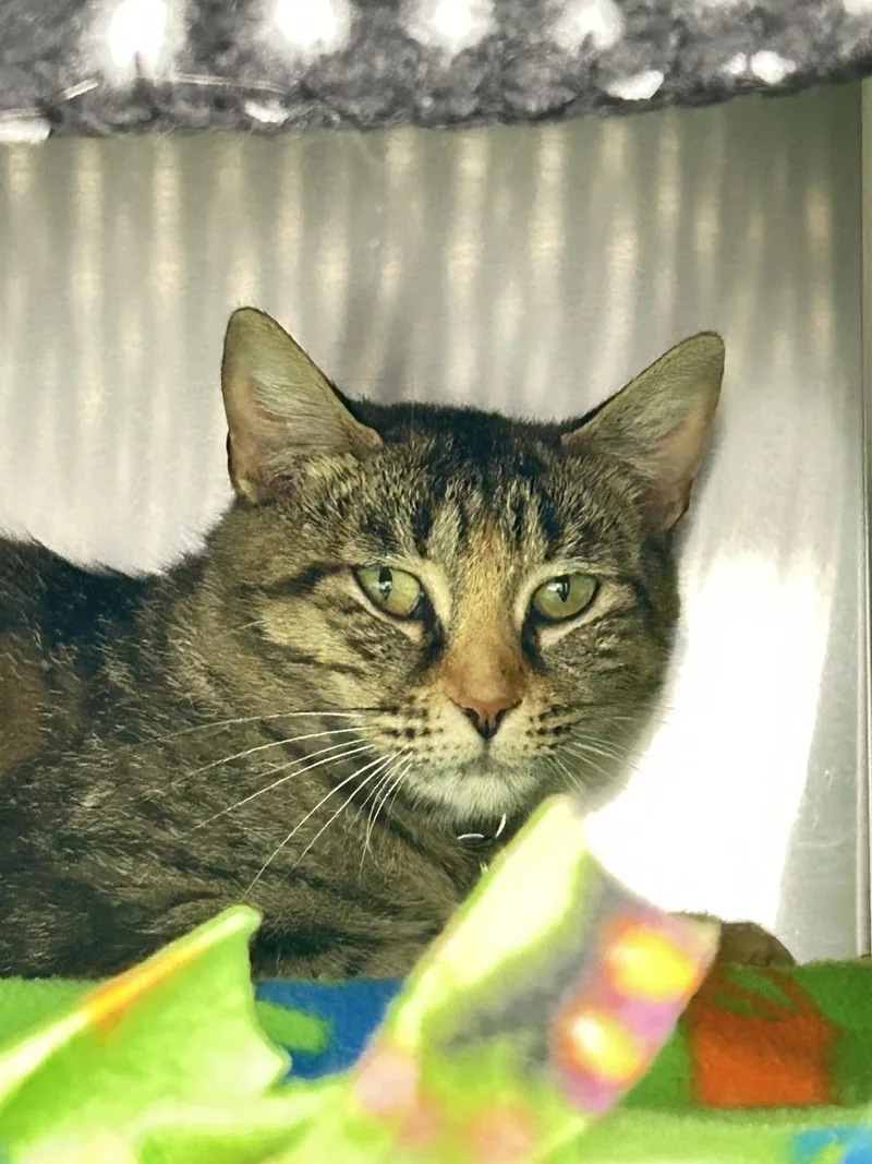 An adult large-sized female Tabby (Brown / Chocolate) Domestic Short Hair cat named Eleanor for adoption in Lansing, MI