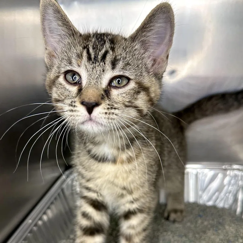 A baby small-sized female Brown / Chocolate Domestic Short Hair cat named Shack for adoption in Matteson, IL