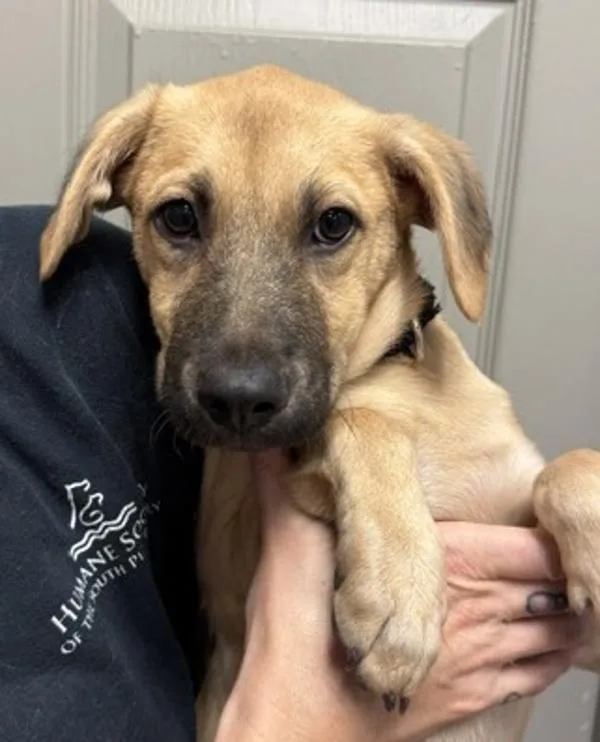 A baby medium-sized female Hound dog named Dolly for adoption in Littleton, CO