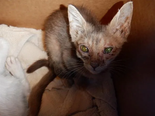 A baby small-sized female Domestic Short Hair cat named Mandy for adoption in San Jose, CA