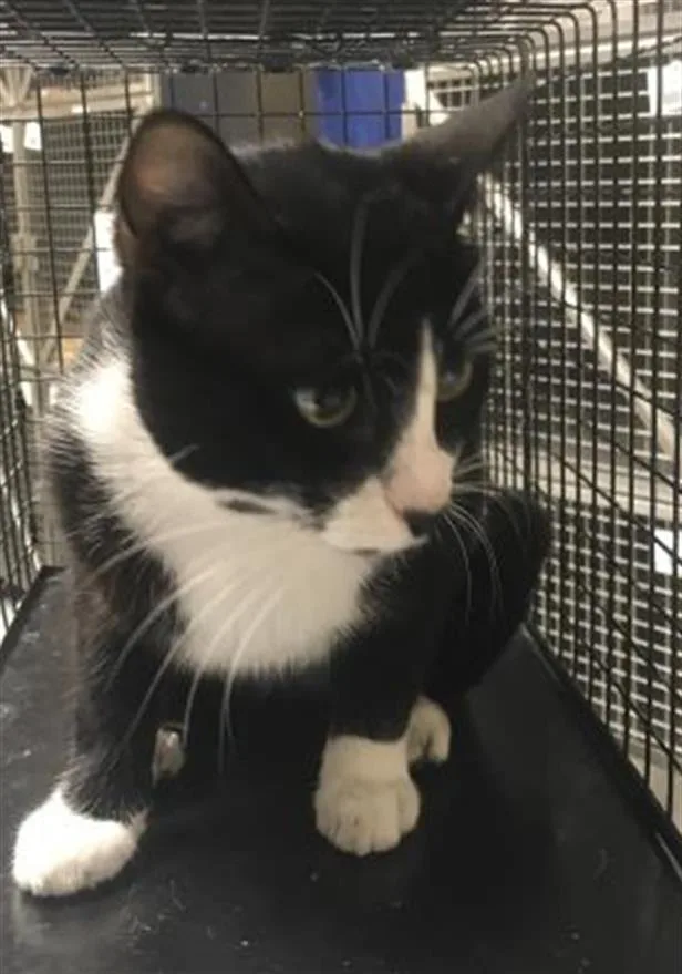 A young medium-sized male Domestic Short Hair cat named Andy for adoption in Conroe, TX