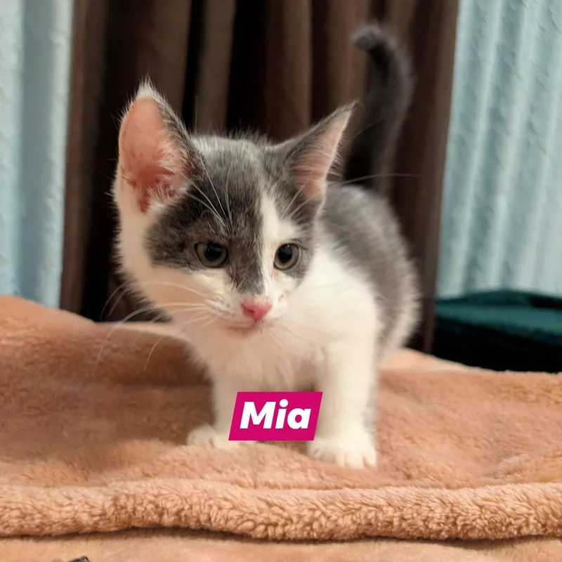 A baby small-sized female Gray & White Domestic Short Hair cat named Mia for adoption in Mabank, TX