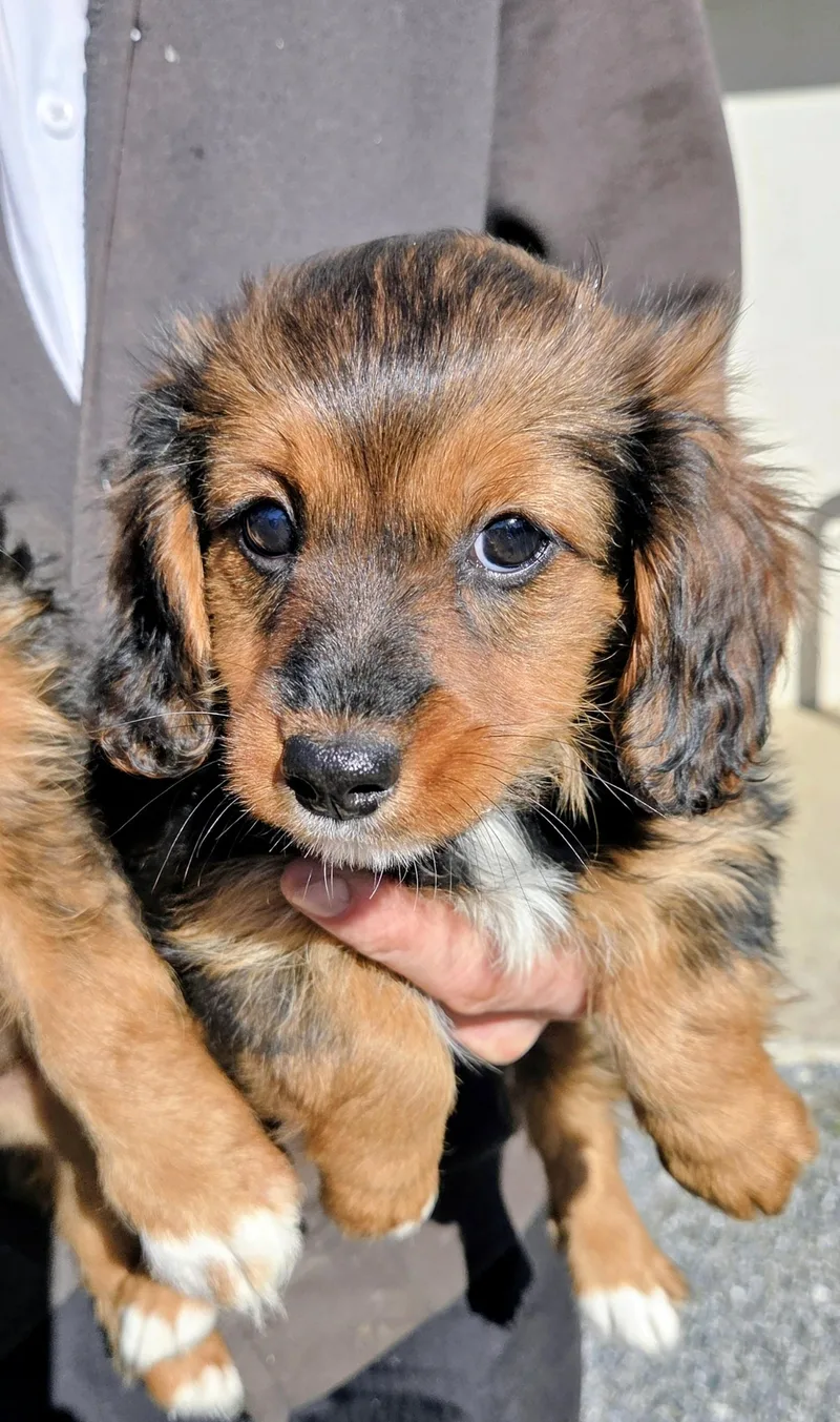A baby small-sized female Miniature Poodle dog named Latifa for adoption in Havertown, PA