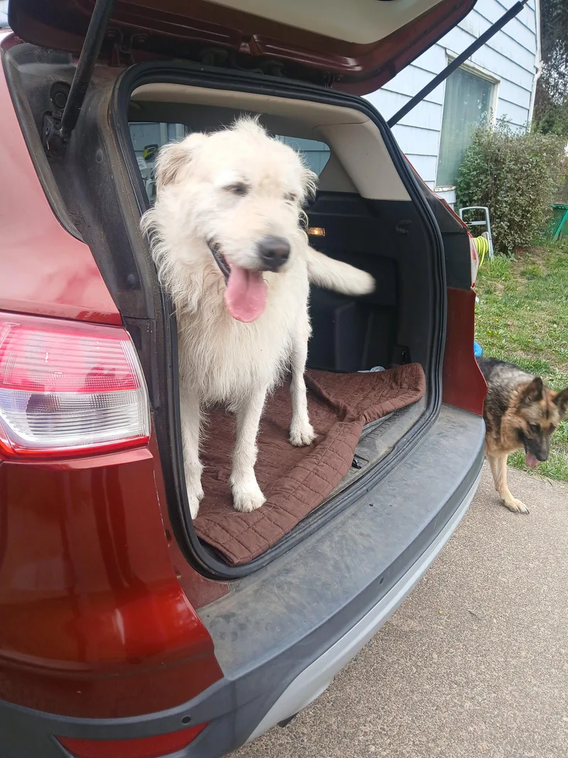 A young large-sized male Standard Poodle dog named Nikko for adoption in Albany, OR