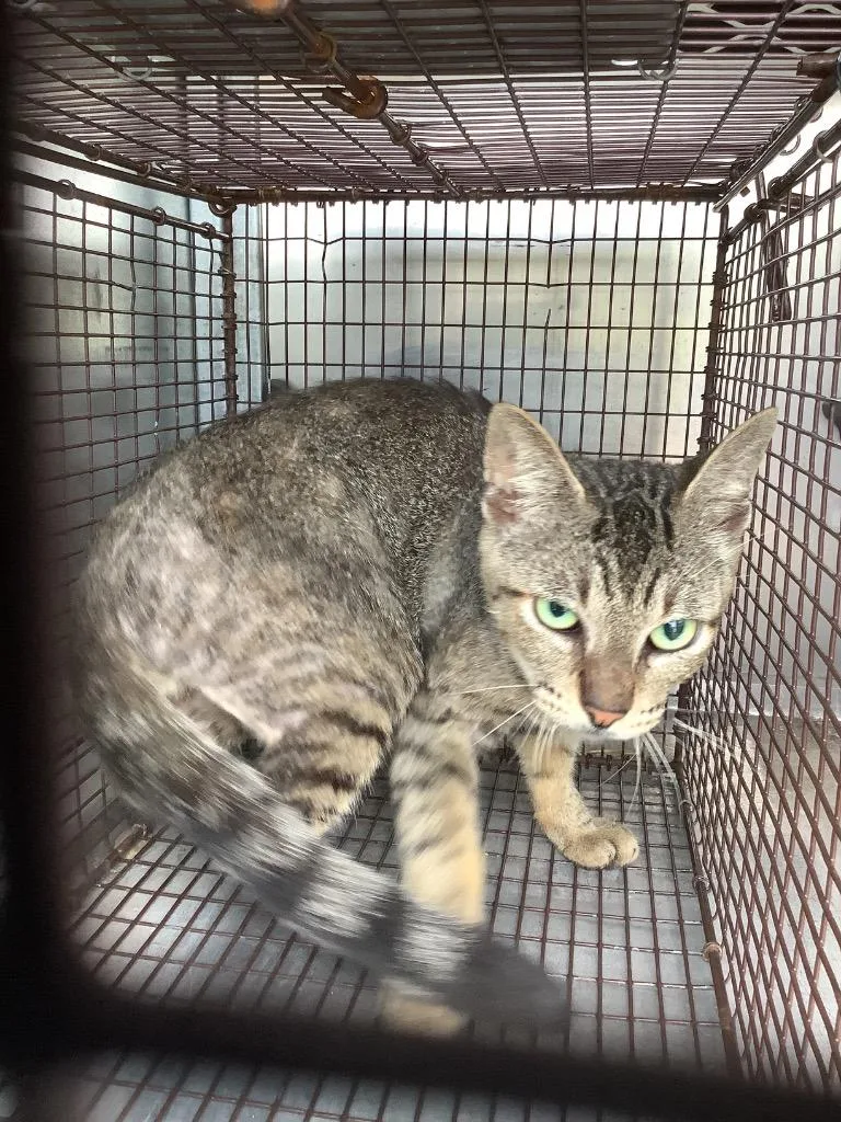 A young small-sized male Domestic Short Hair cat named Jeff for adoption in New Braunfels, TX