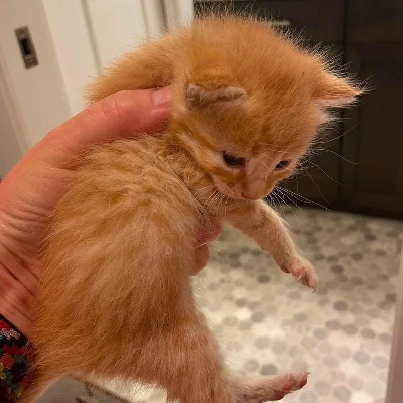 A baby small-sized male Orange / Red Domestic Short Hair cat named Rorry for adoption in Nampa, ID
