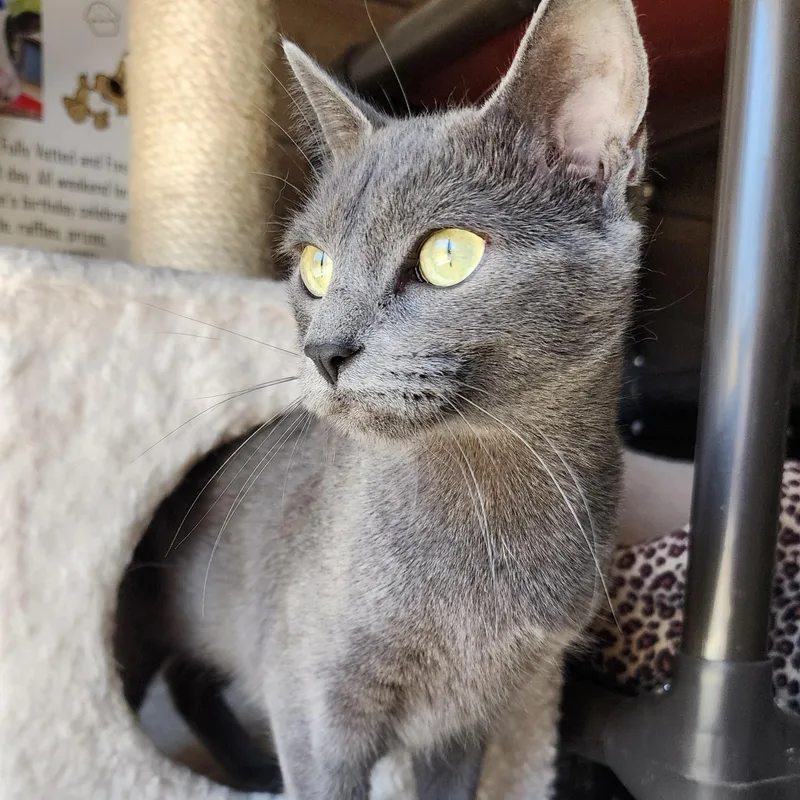 An adult medium-sized female Gray / Blue / Silver Domestic Short Hair cat named Sweet Pea for adoption in Ely, MN