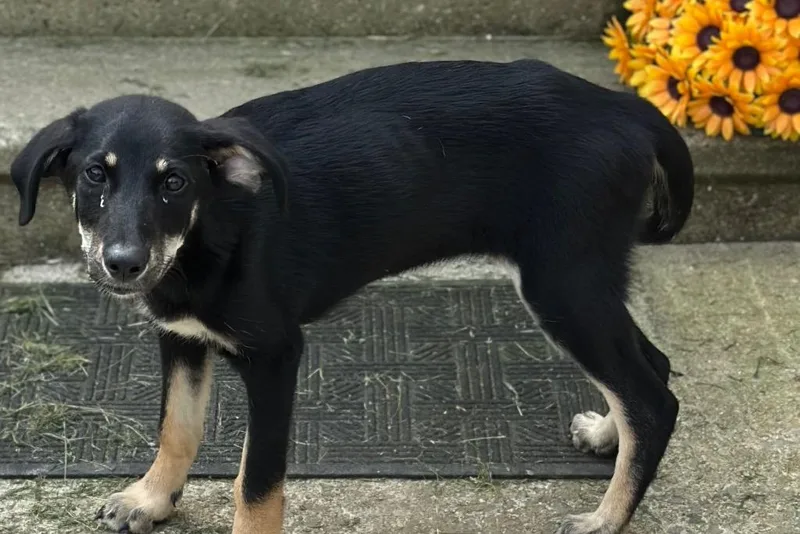A baby small-sized female Mixed Breed dog named Pickle for adoption in Rome, GA