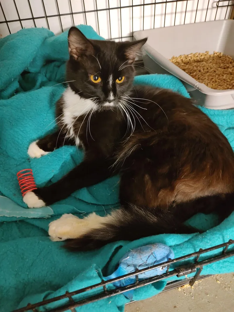 A young medium-sized male Black & White / Tuxedo Domestic Medium Hair cat named Skip for adoption in Kankakee, IL