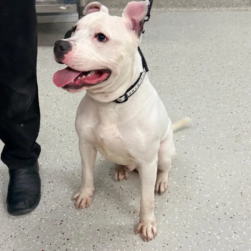 A young medium-sized male Black Pit Bull Terrier dog named Silly Goose for adoption in Indianapolis, IN