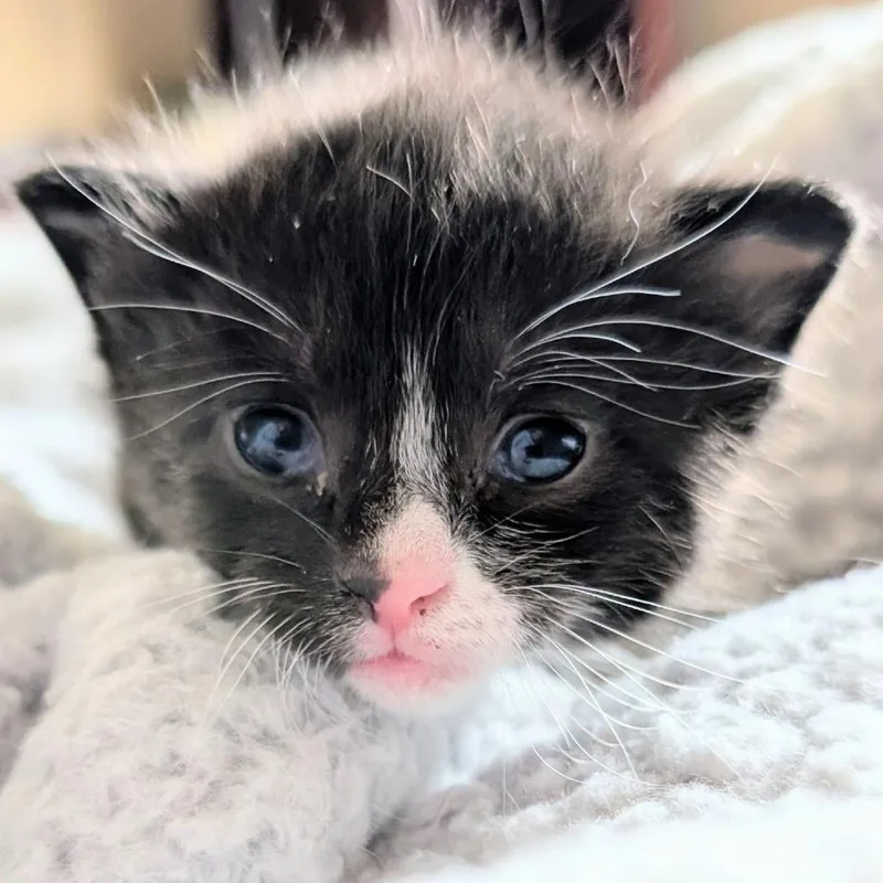 A baby small-sized female Black Domestic Short Hair cat named Gazelle for adoption in Wadena, MN