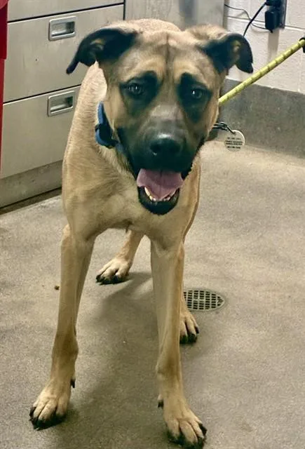 A young large-sized male Mastiff dog named Deuce for adoption in Upper Marlboro, MD