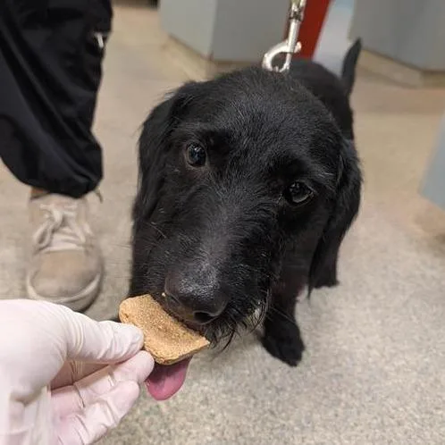 An adult medium-sized male Black Mixed Breed dog named Word for adoption in Jacksonville, FL