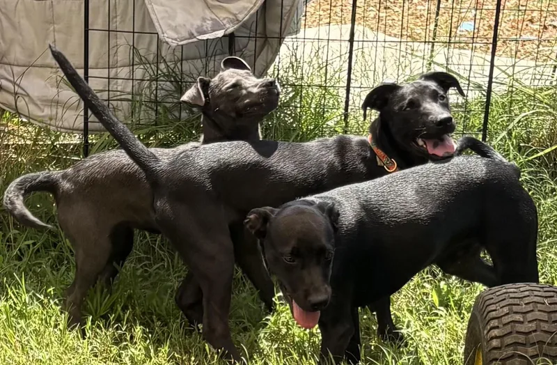 A baby medium-sized female Black Labrador Retriever dog named Dot Dynasty for adoption in Andover, MA