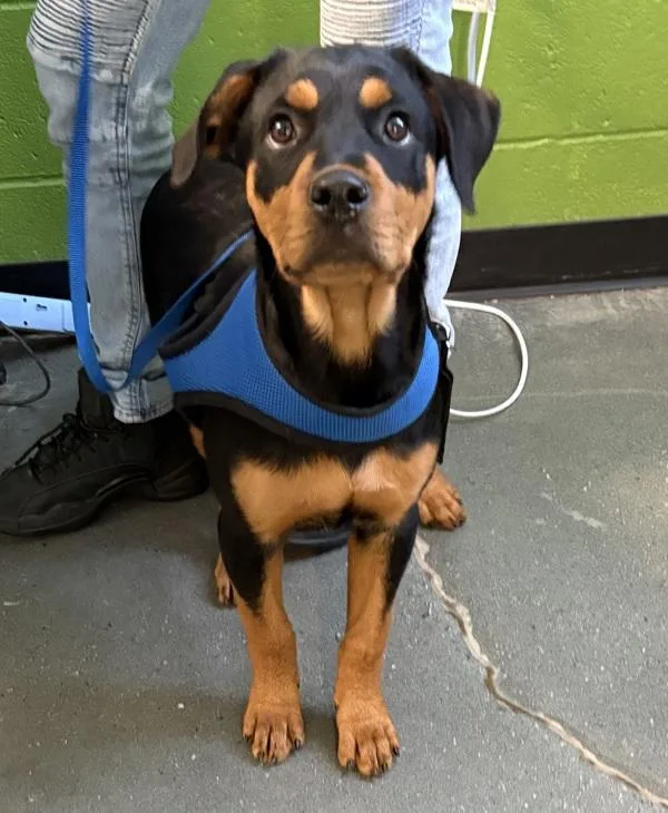 A baby medium-sized female Rottweiler dog named Ic Sheyla for adoption in Lawrenceville, GA