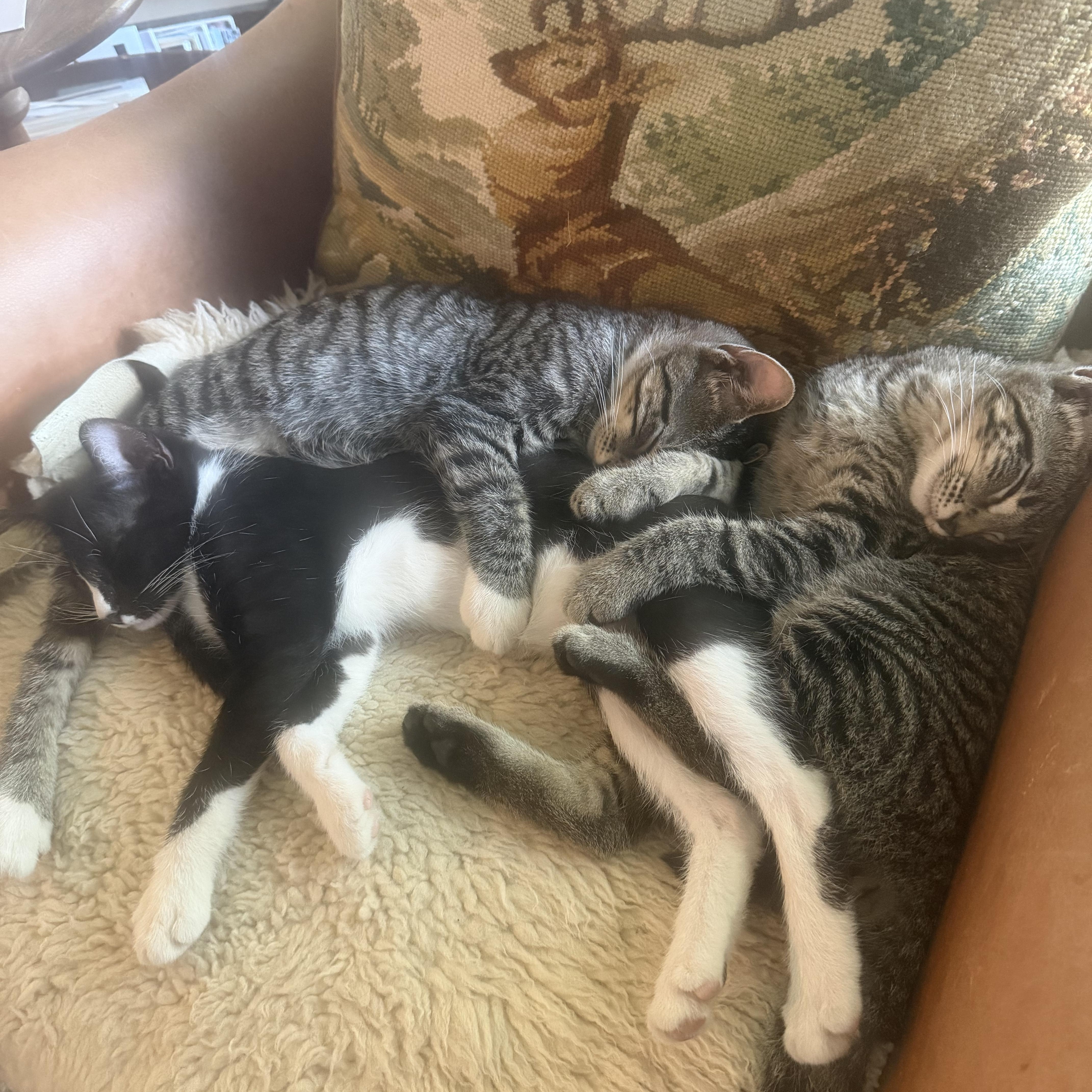 A baby medium-sized male Tabby (Gray / Blue / Silver) Domestic Short Hair cat named Tiger for adoption in Fort Worth, TX