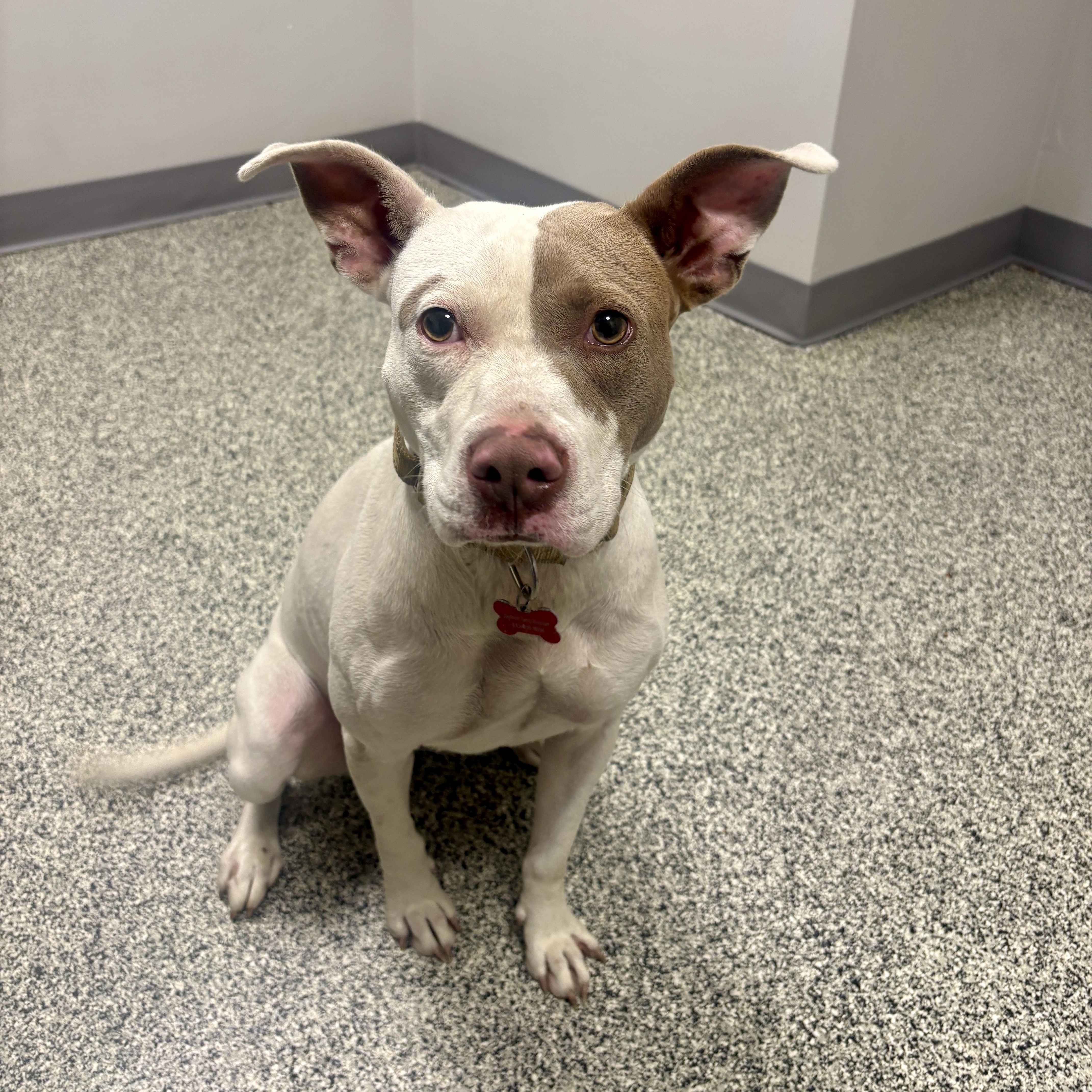 An adult medium-sized female White / Cream Pit Bull Terrier dog named Bagel for adoption in Detroit, MI