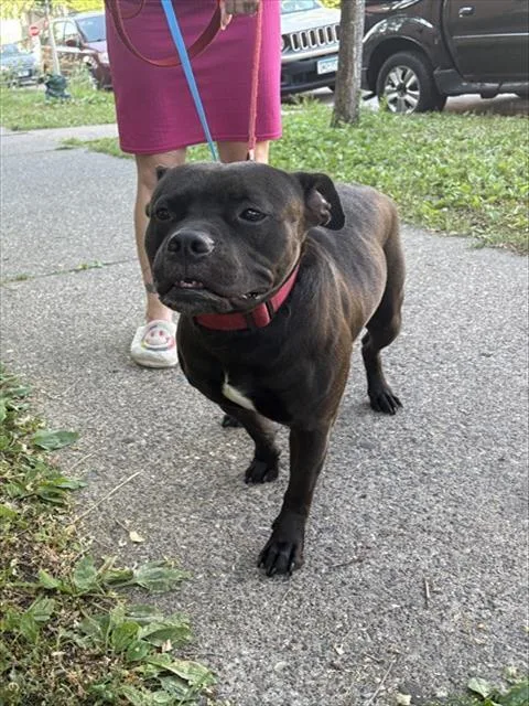 An adult large-sized female Pit Bull Terrier dog named Shy for adoption in Minneapolis, MN