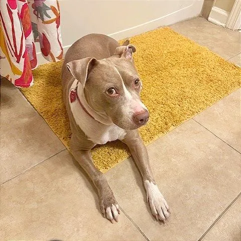 An adult medium-sized female Brown / Chocolate Mixed Breed dog named Darcy for adoption in Memphis, TN