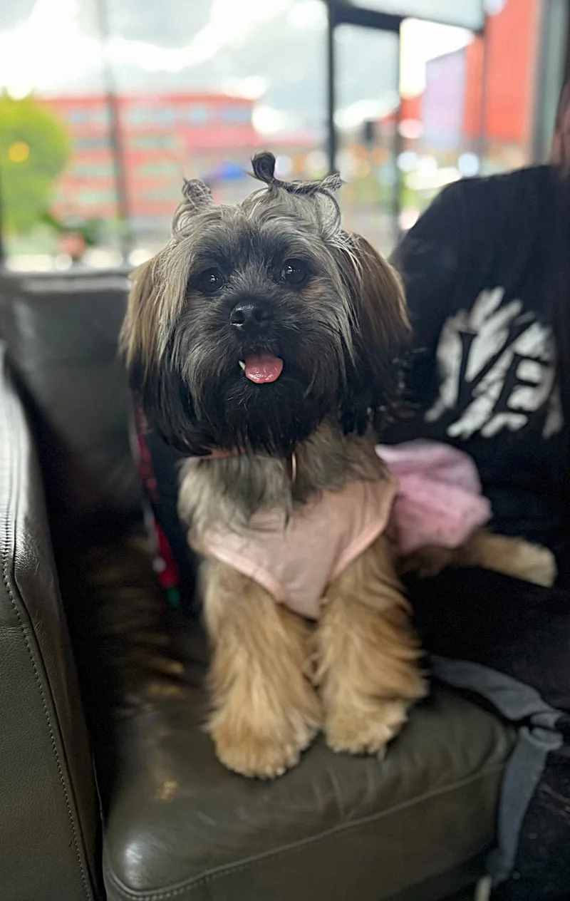 A young small-sized female Shih Tzu dog named Edna Jean for adoption in Arlington, VA