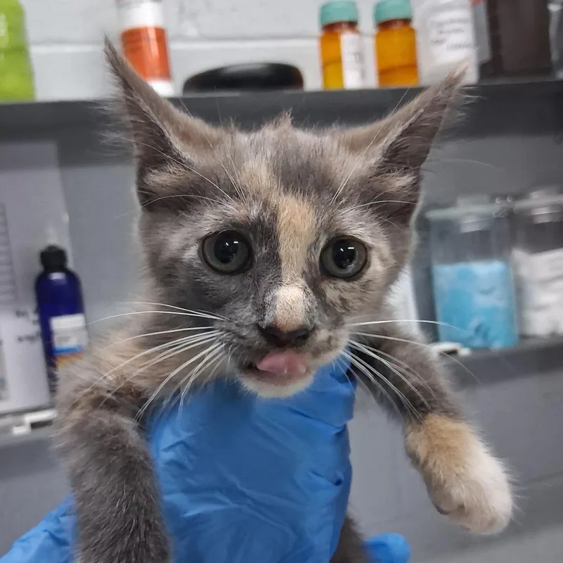 A baby small-sized female Gray / Blue / Silver Domestic Short Hair cat named Dezi for adoption in Summerville, SC