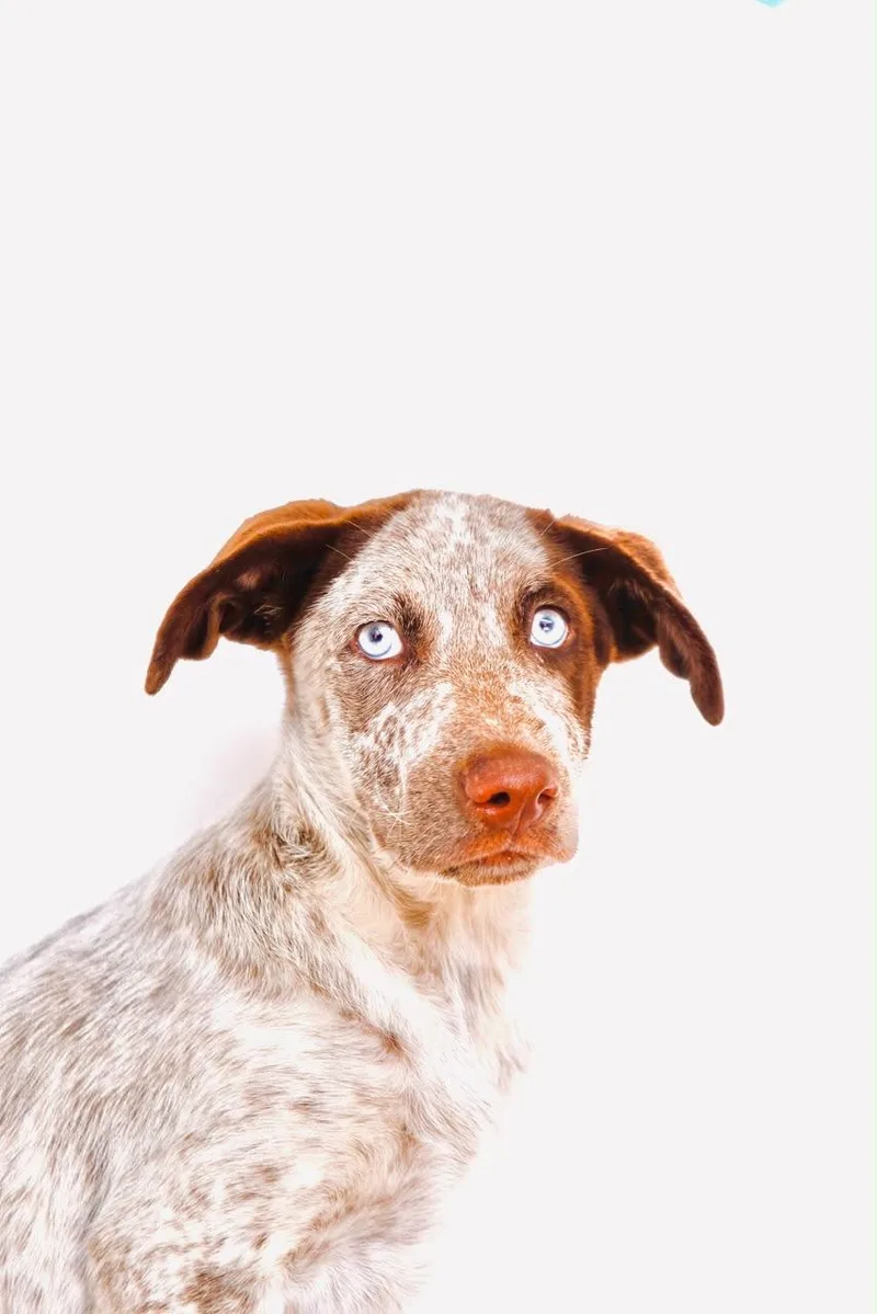 A baby medium-sized female Australian Shepherd dog named Monstera for adoption in San Diego, CA