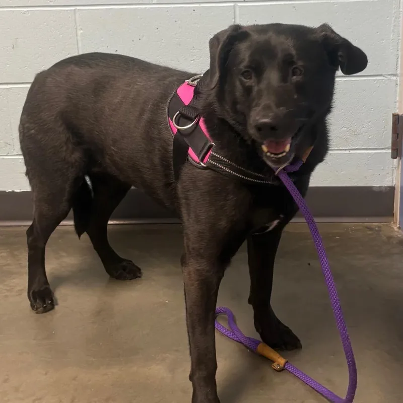 An adult large-sized female Black Mixed Breed dog named Dahlia for adoption in DeKalb, IL
