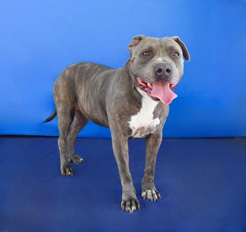 An adult large-sized female Pit Bull Terrier dog named Nina for adoption in Pasadena, CA