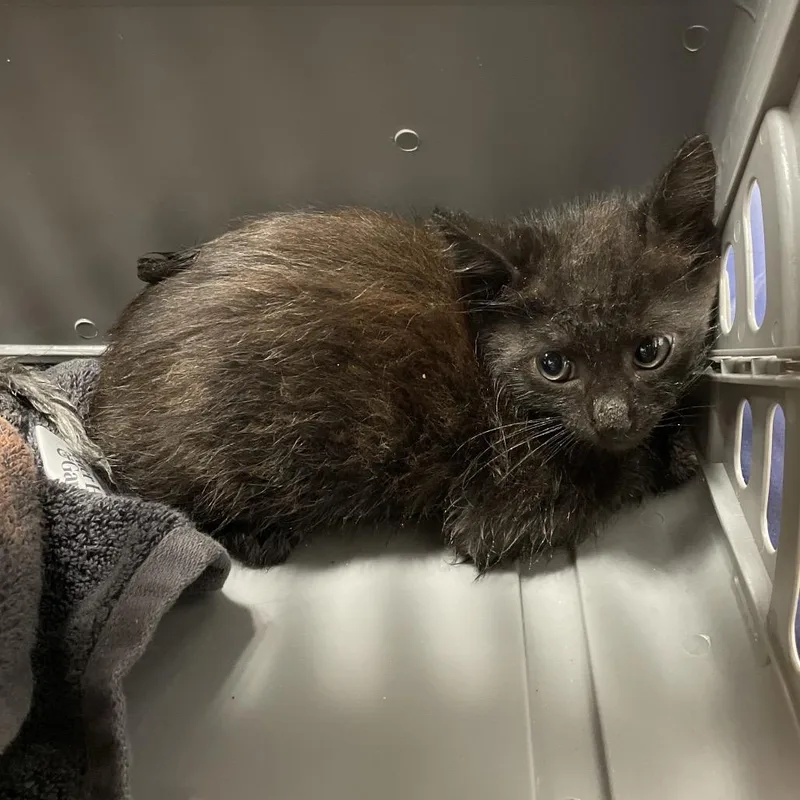 A baby small-sized male Black Domestic Short Hair cat named Connor for adoption in Dickinson, TX