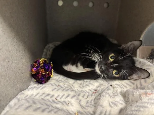 A baby small-sized female Domestic Short Hair cat named Salt N Pepper Shaker for adoption in New York, NY