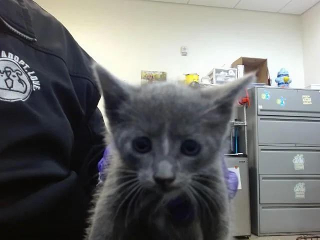 A baby small-sized female Domestic Short Hair cat named Lina for adoption in Miami, FL